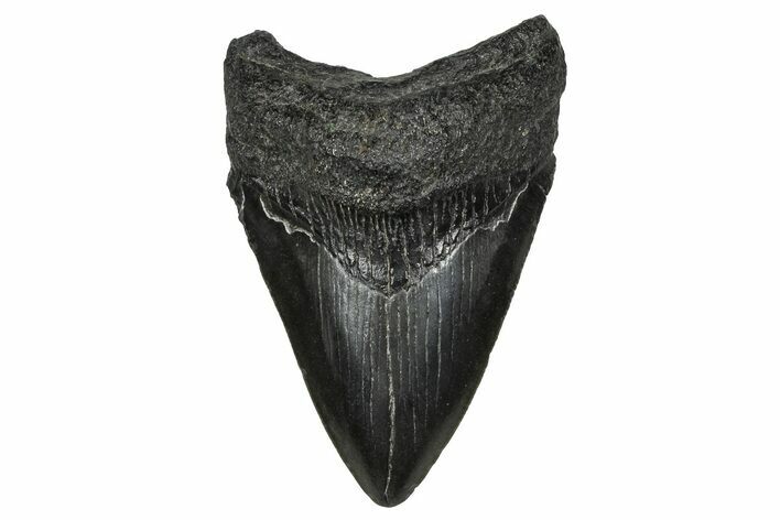 Serrated, Fossil Megalodon Tooth - South Carolina #374236